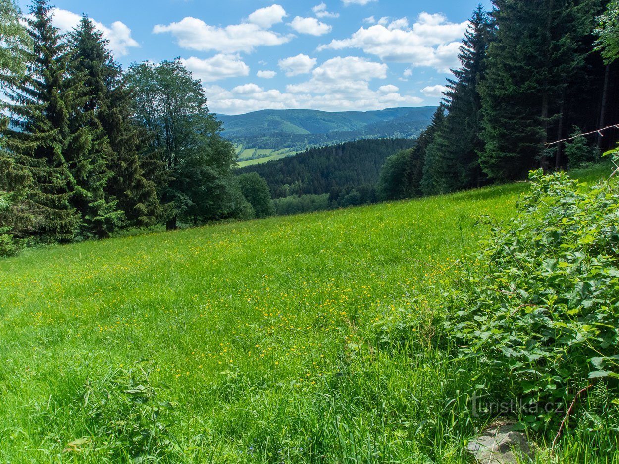 Roche d'ours d'une prairie de montagne