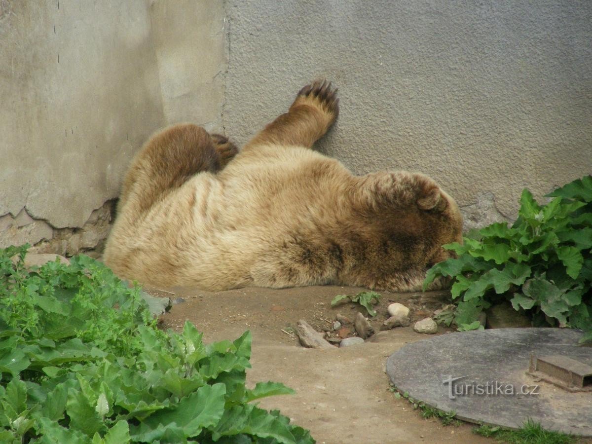 Oso descansando en el castillo