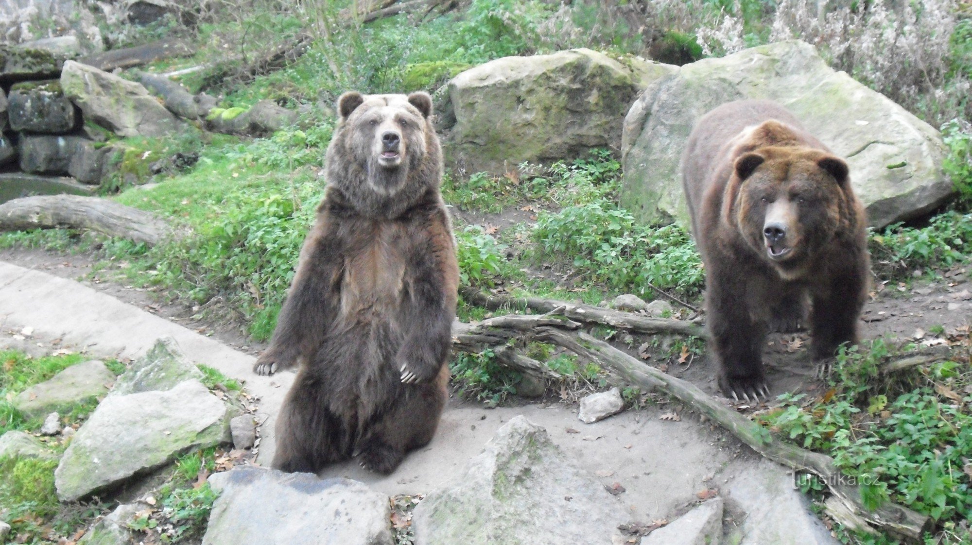 Les ours ne savent pas que les touristes n'ont pas d'armes...