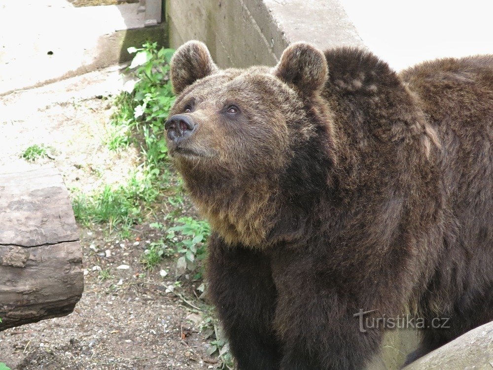 トチニク城のメドヴェディン