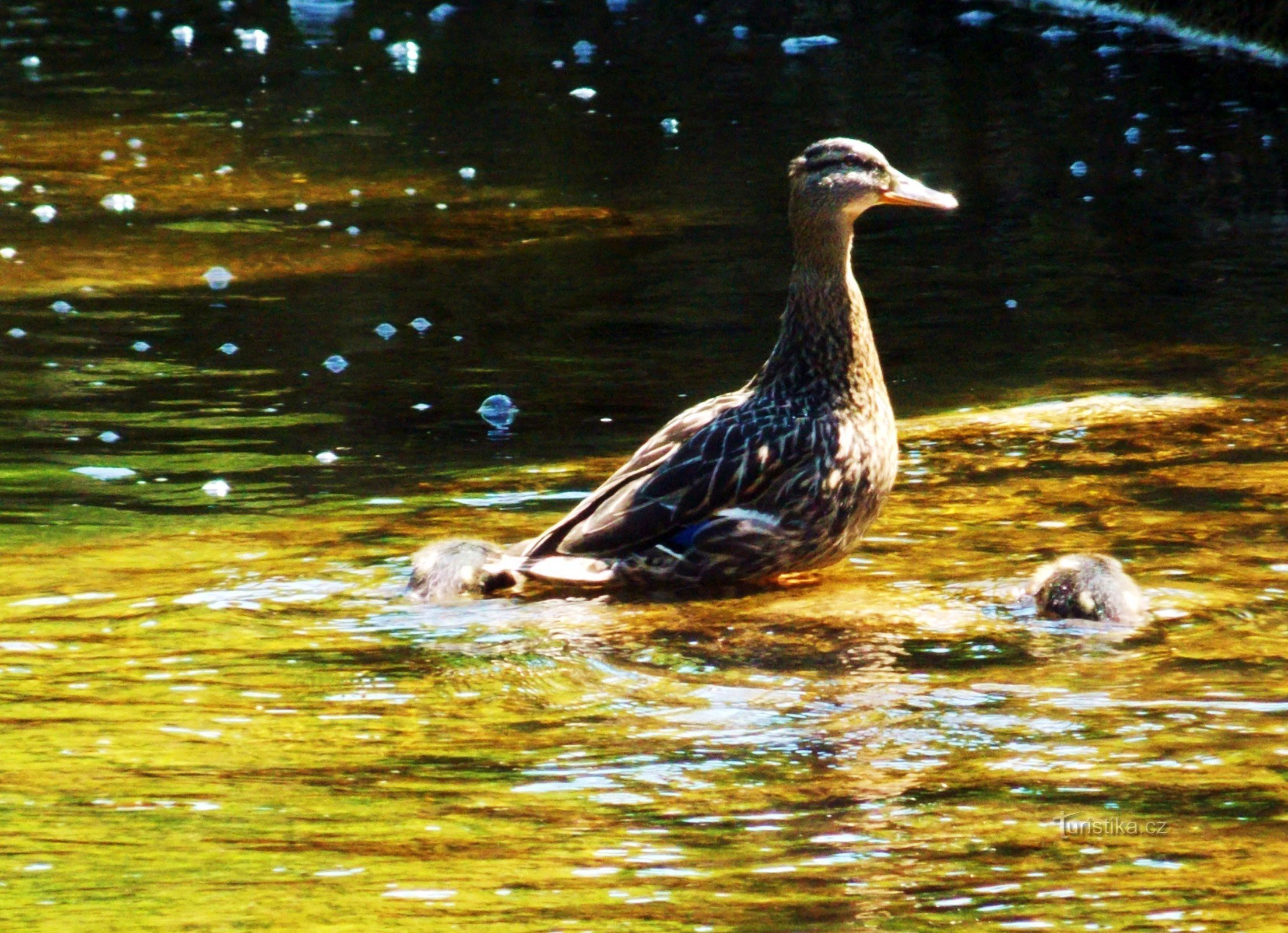 Kommunal park Startede i Bystřice pod Hostýnem