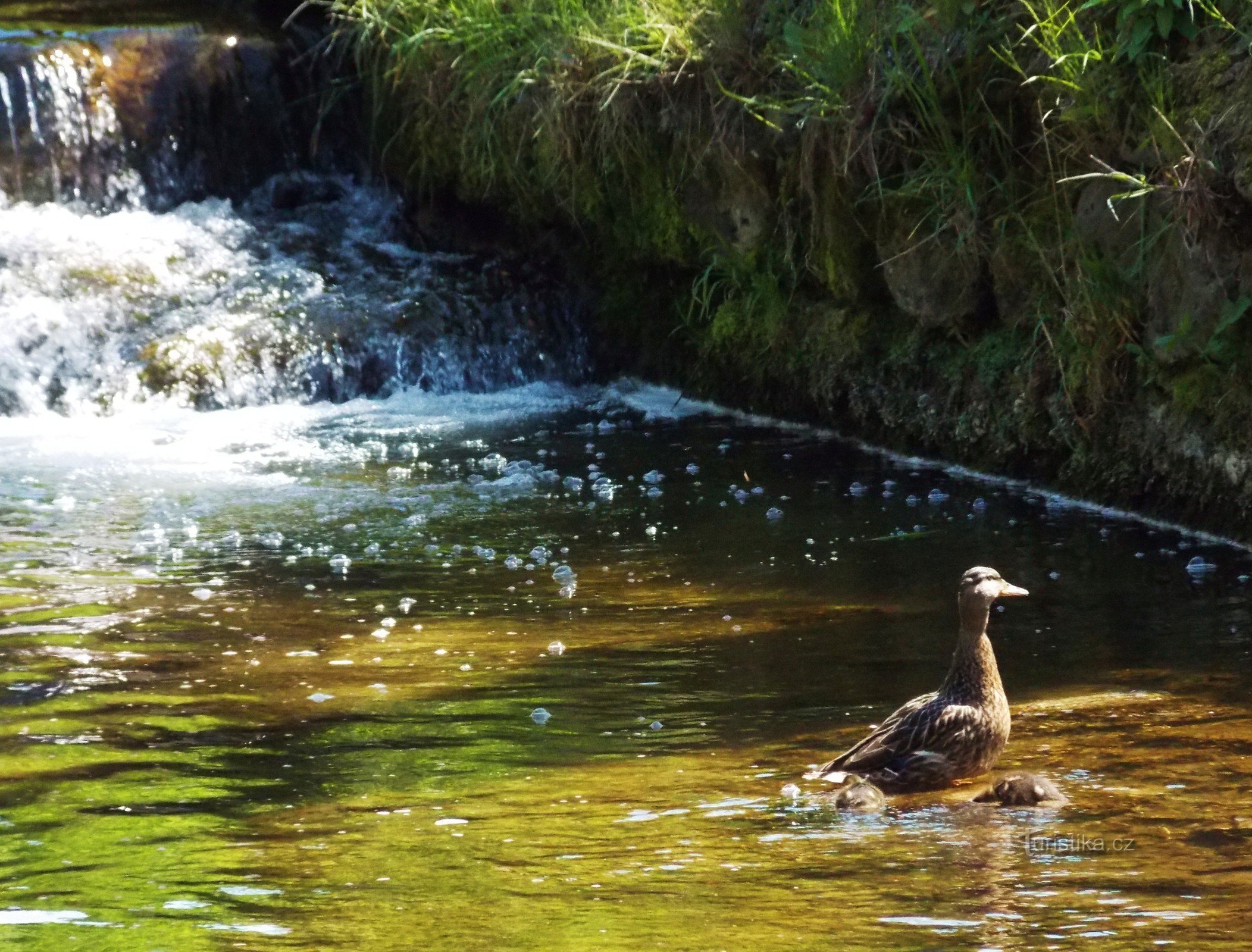 Kommunal park Startede i Bystřice pod Hostýnem