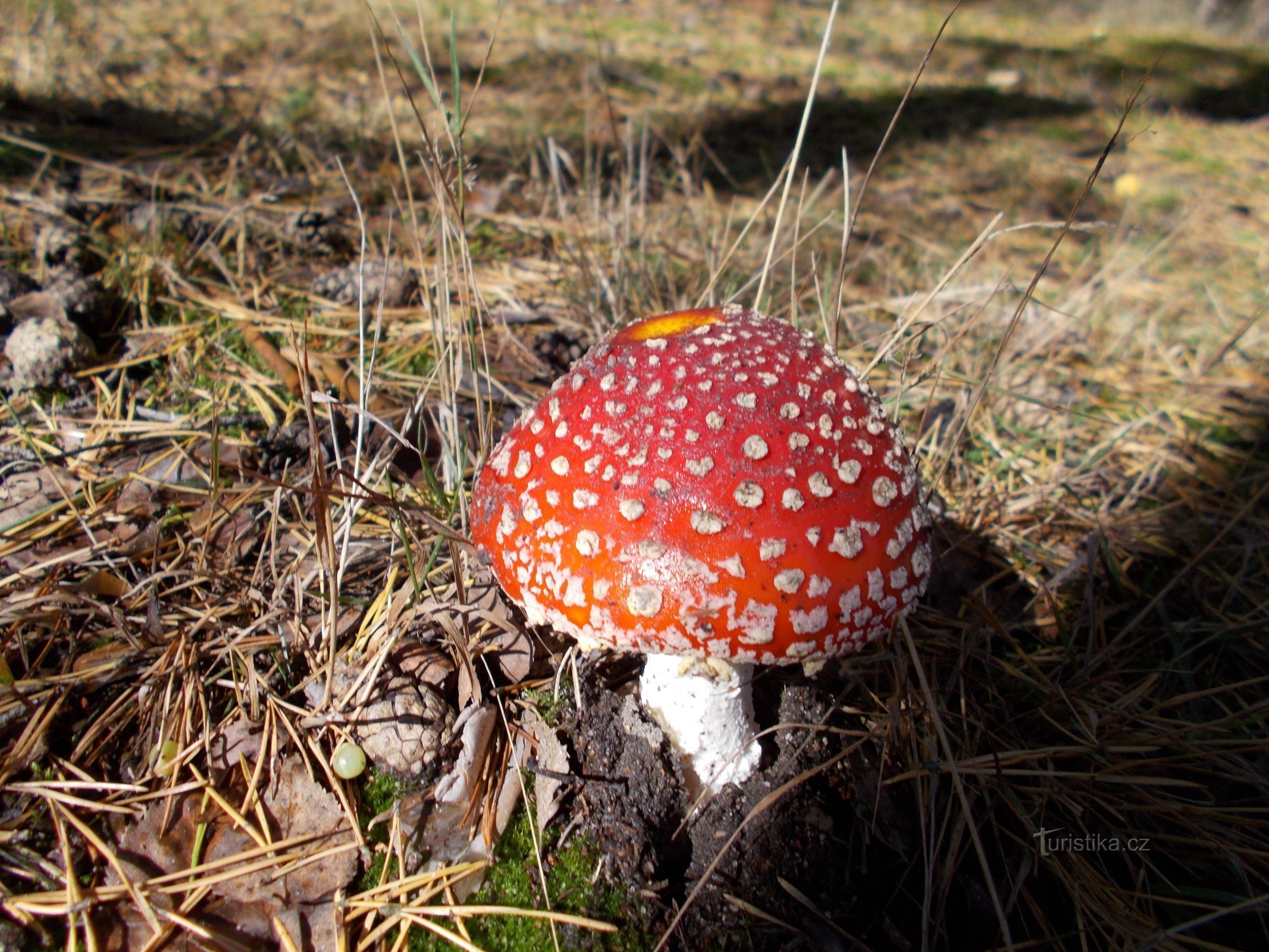 Labe és Jizera között