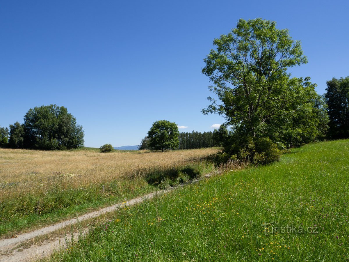 Among the meadows