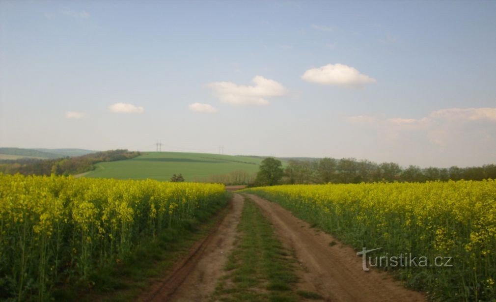 Între câmpuri