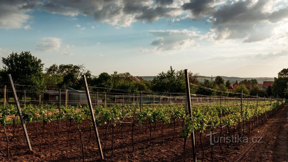 Micro-azienda vinicola Drápela