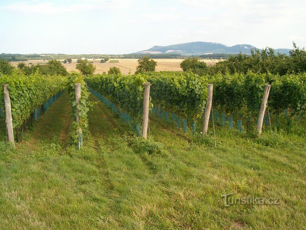 microWeingut Koubek