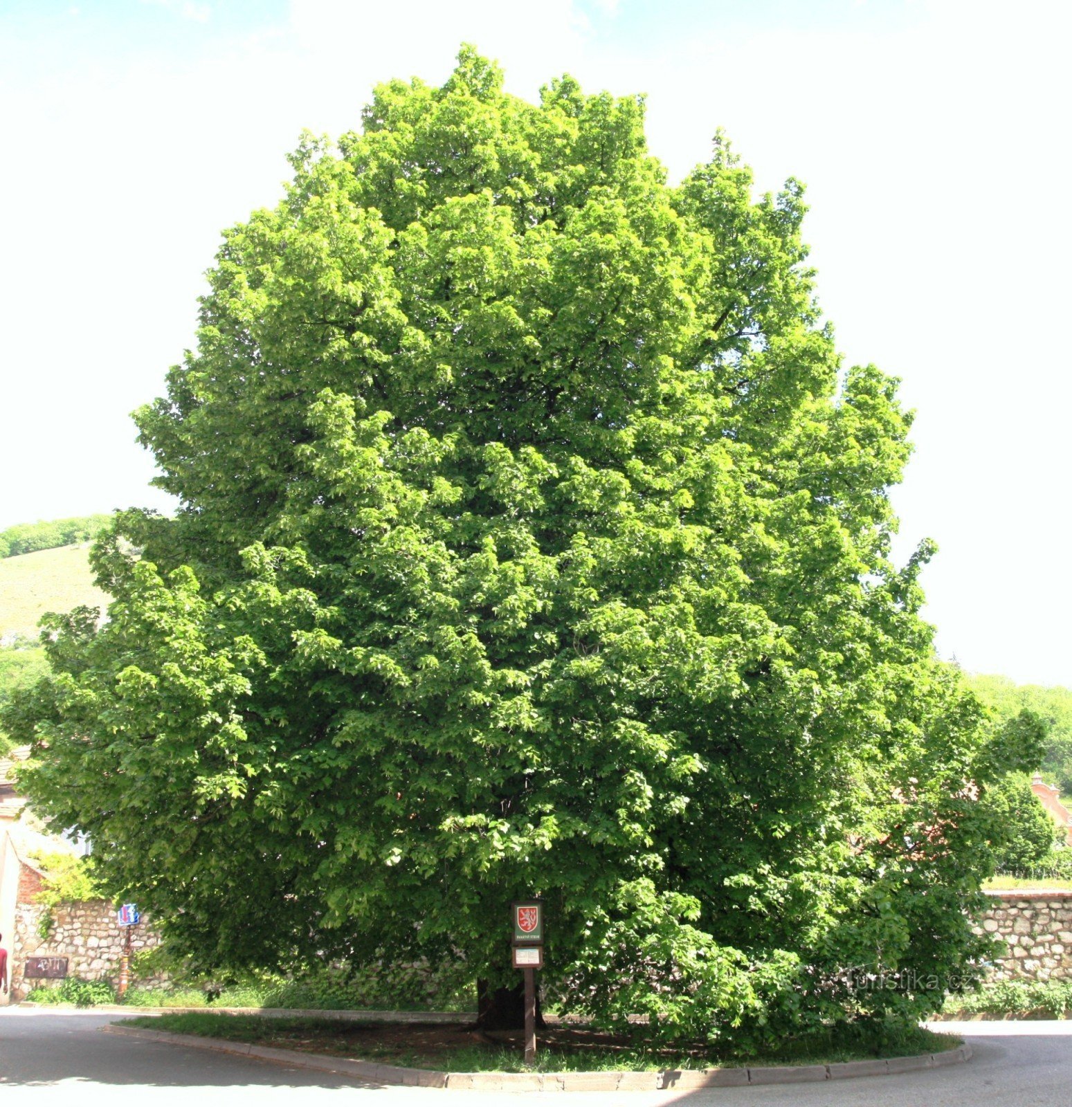 Mikulov - tilleul près de la tombe