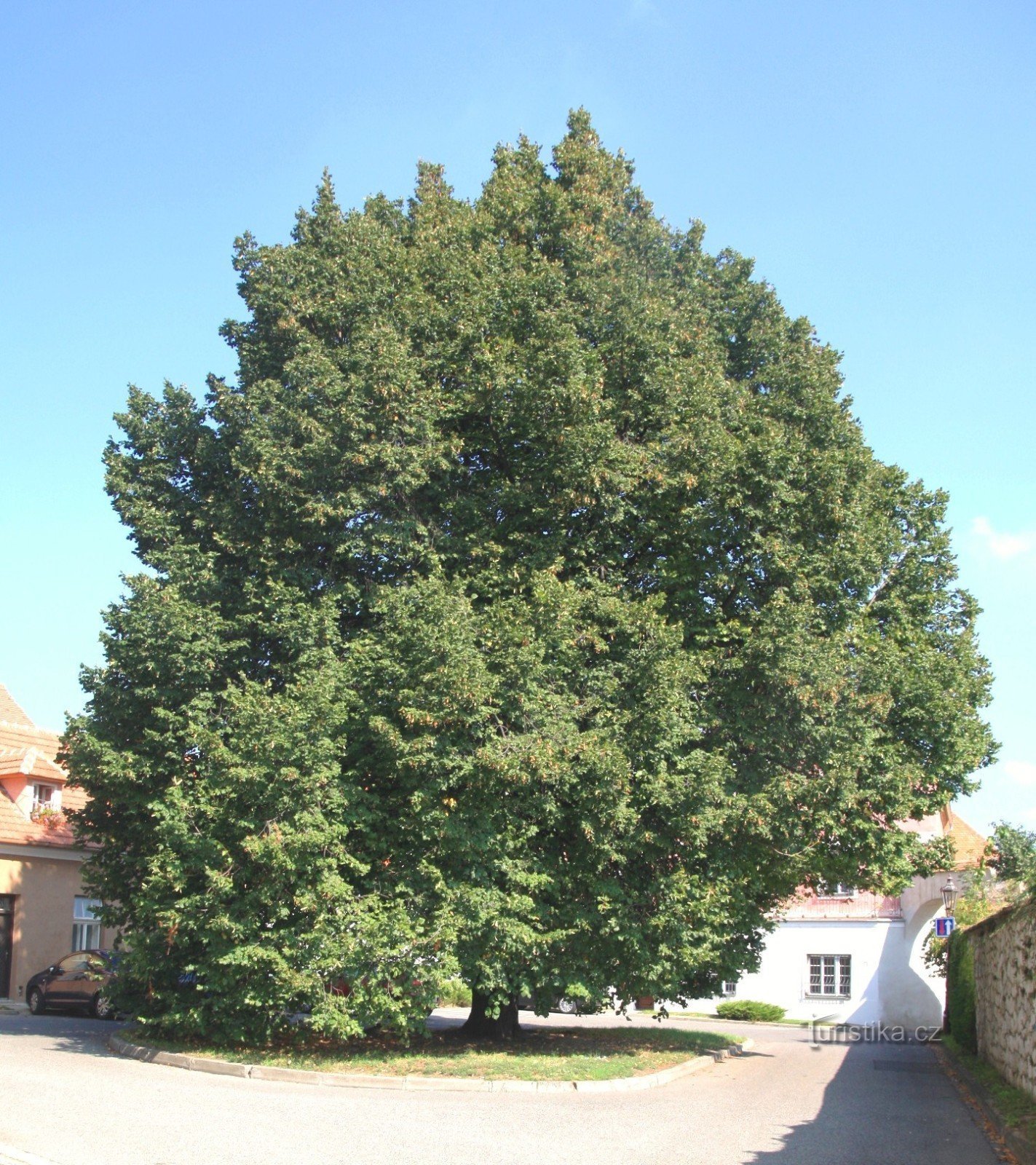 Mikulov - lindeboom bij het graf