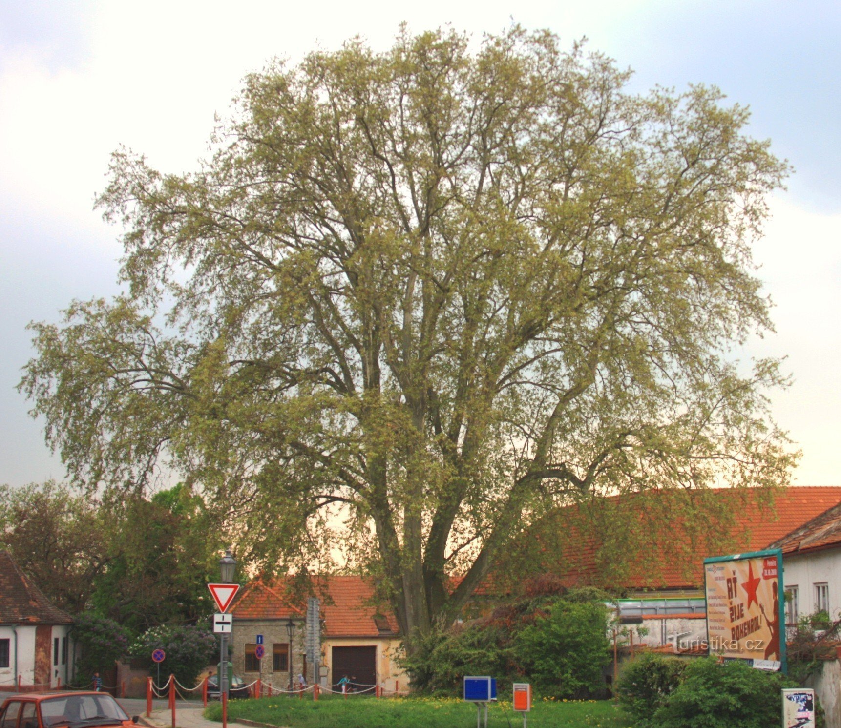 Mikulov - árbol de plátano conmemorativo