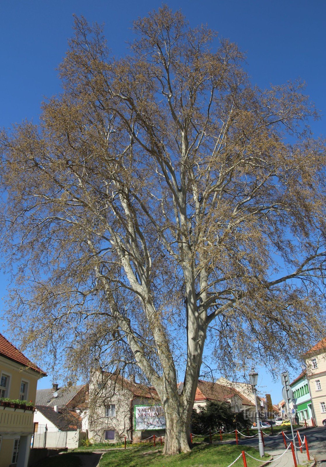 Mikulov - platan pamiątkowy