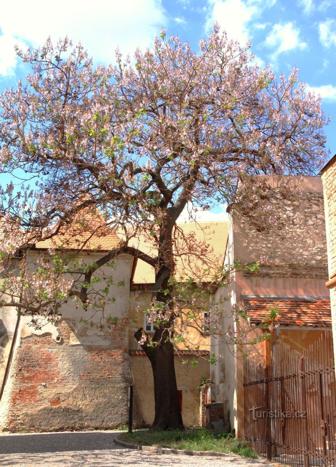 Mikulov - senti pavlovnia na primavera