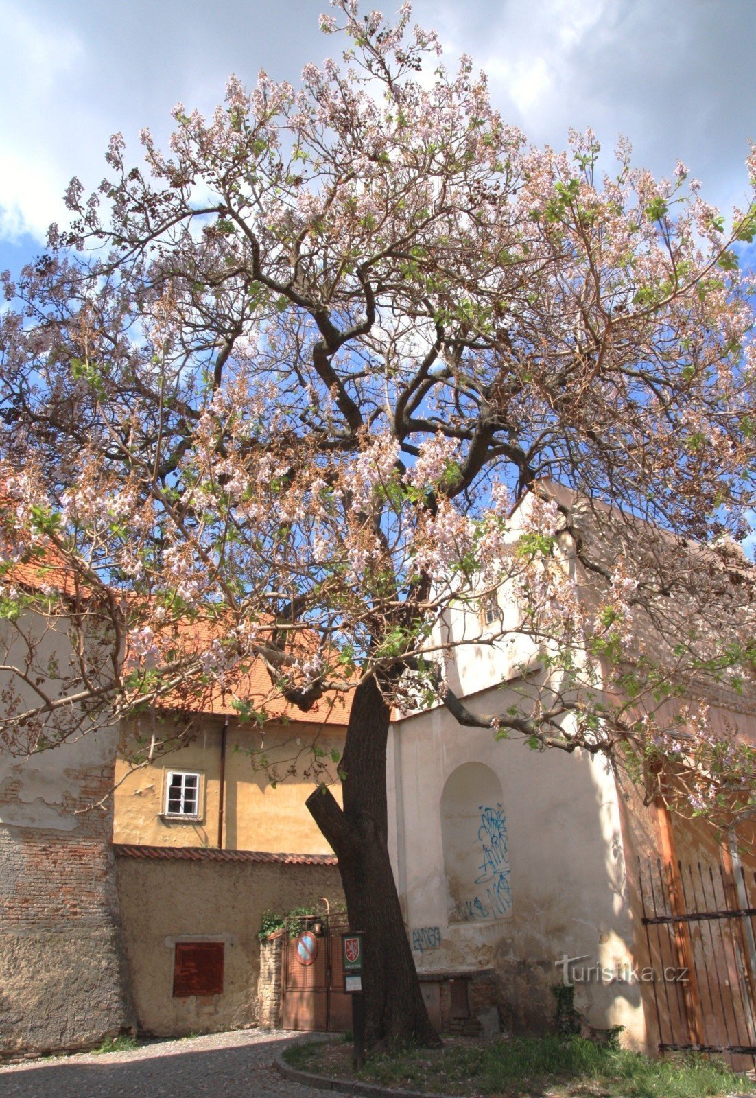 Mikulov - filcowa pawłownia na wiosnę