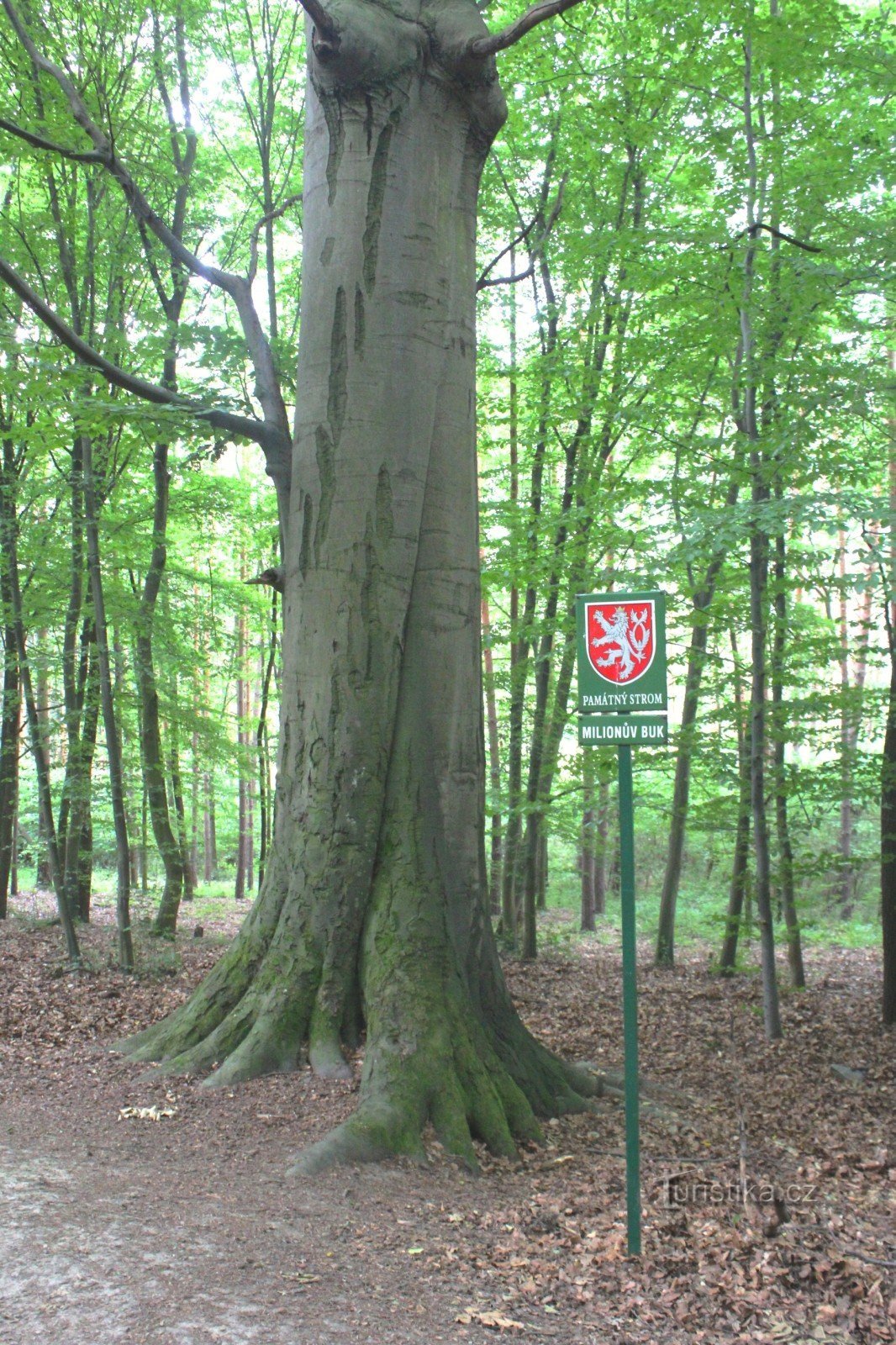 Million's beech tree under Babí lom