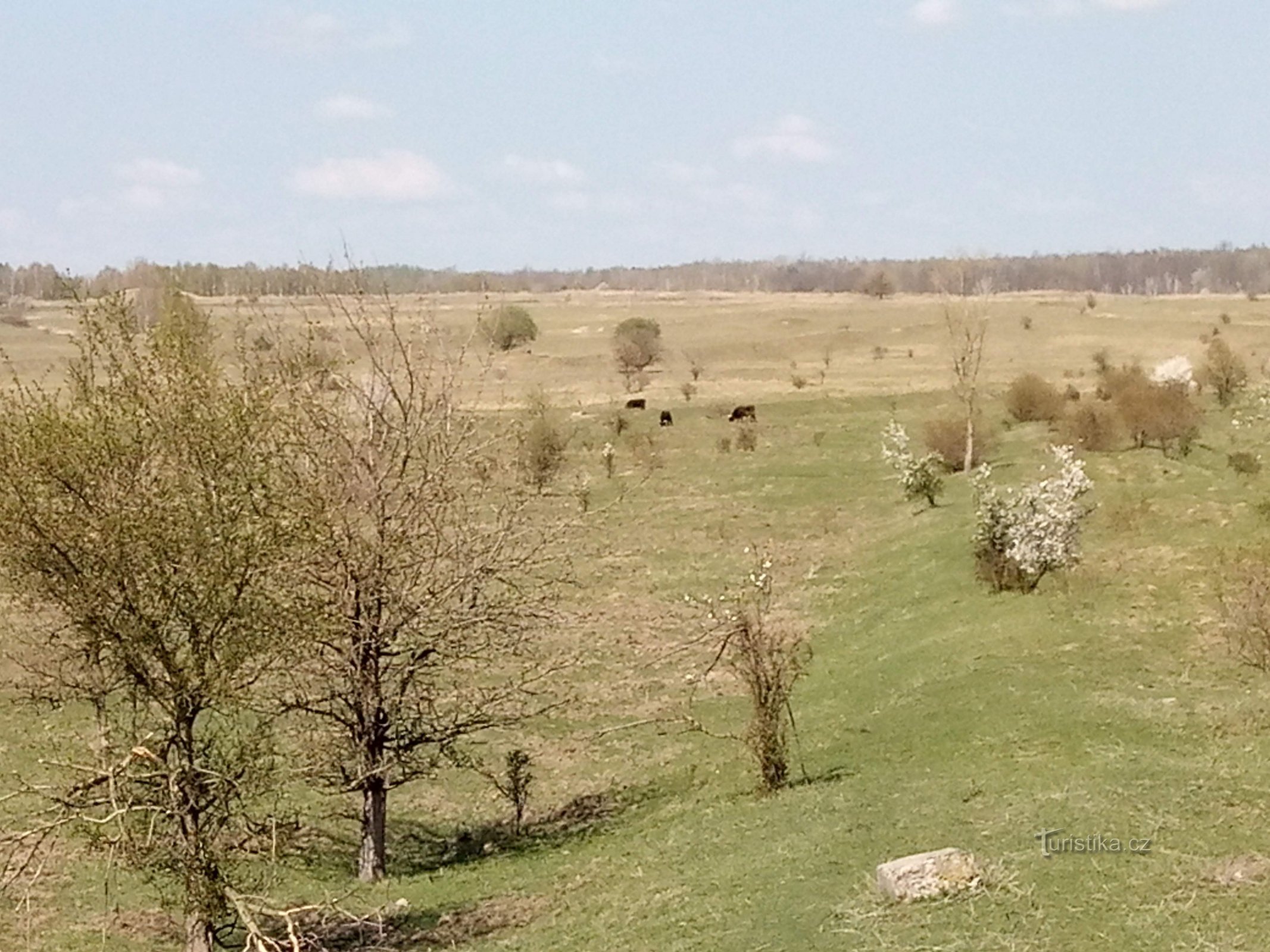 Tình yêu paddock