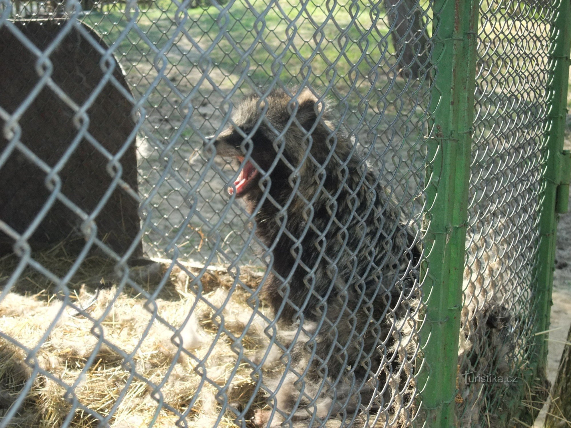 Mini zoološki vrt na Hradčanima - Usamljena zvijezda