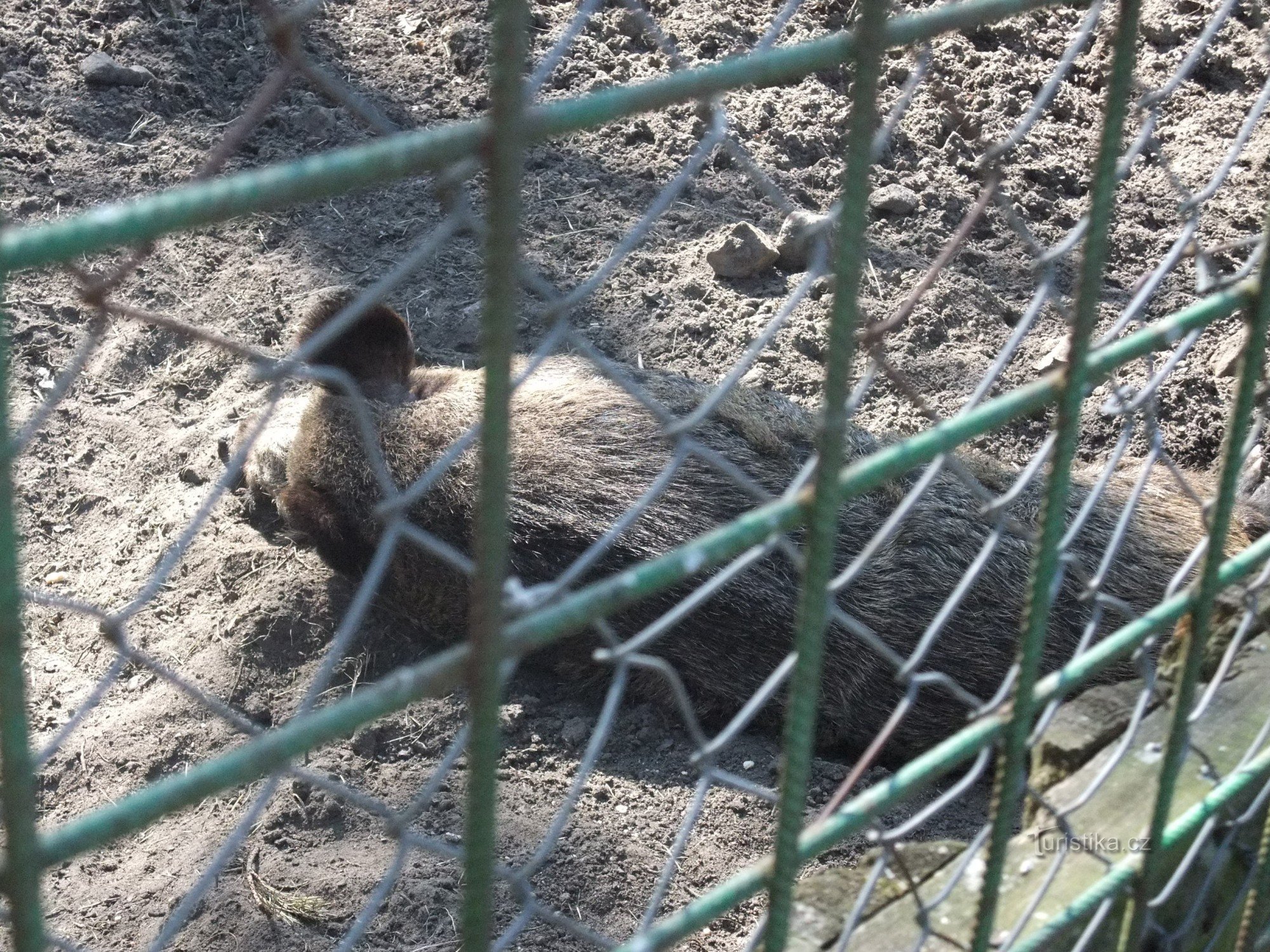 Mini-Zoo in Hradschin - Lone Star