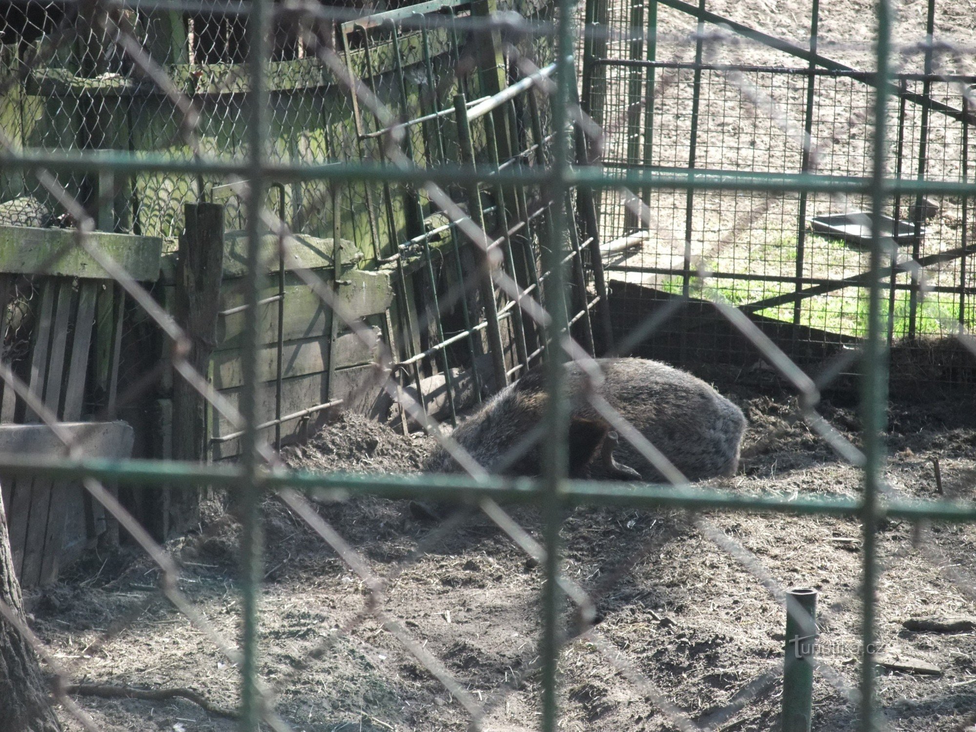 Mini zoo di Hradčany - Stella solitaria