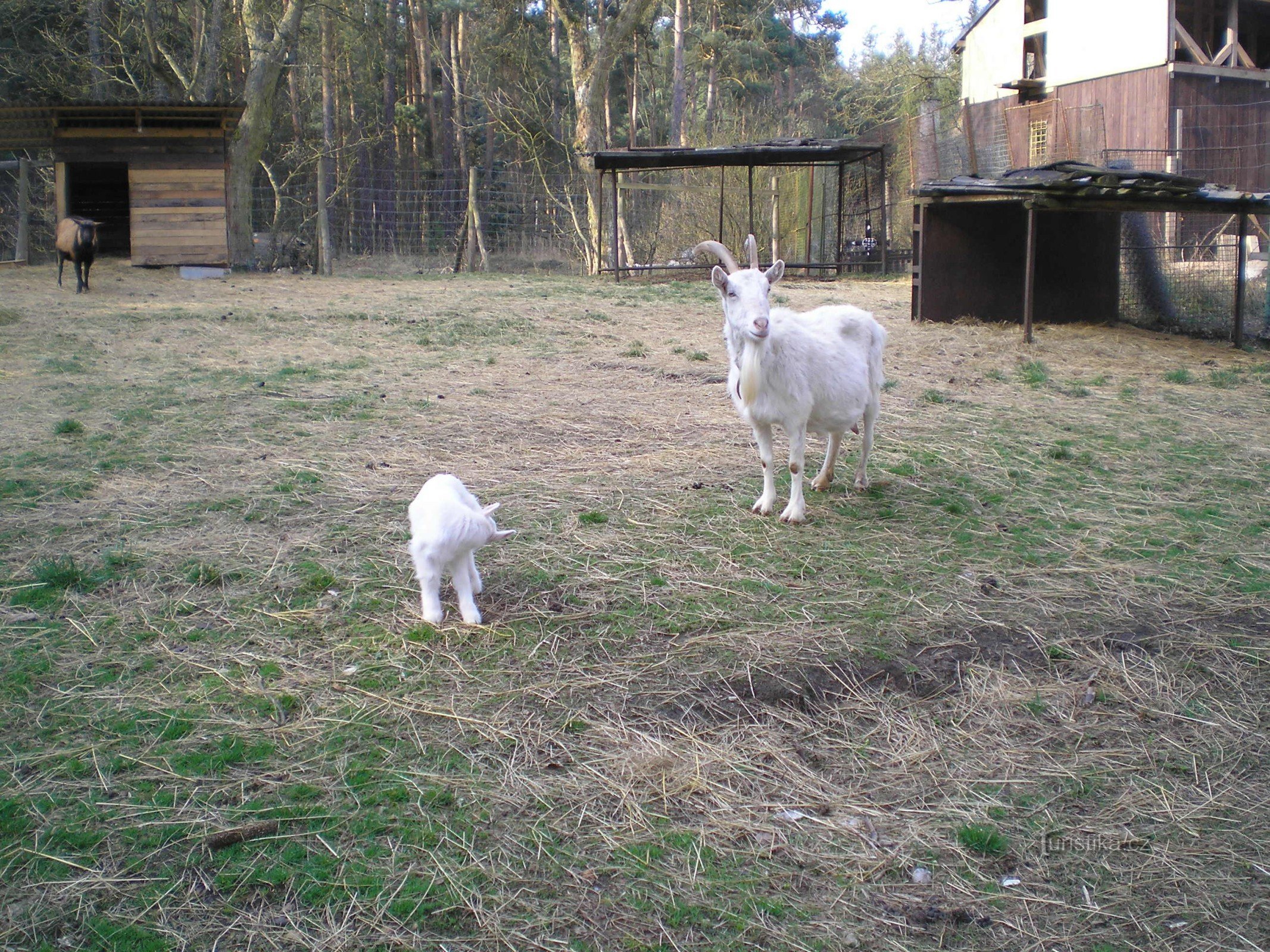 Minizoo nära Hradčanské rybníké