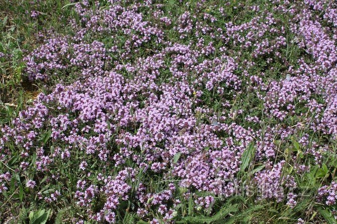 Miroslavské kopce - lokalna flora