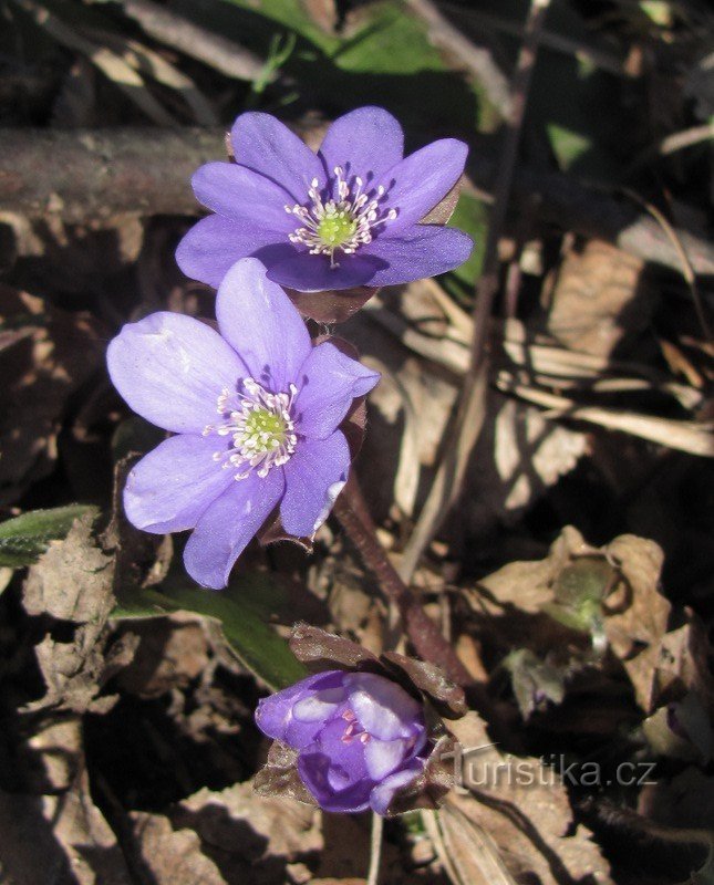 Lokalna flora