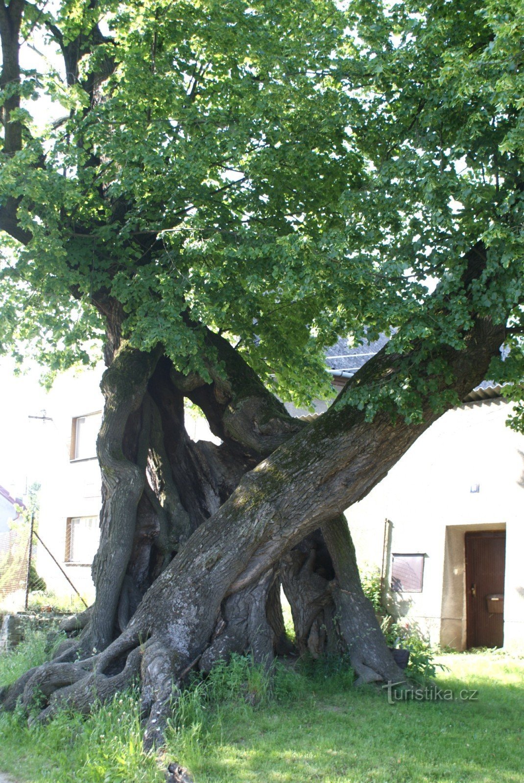 Mladějovice——千年菩提树