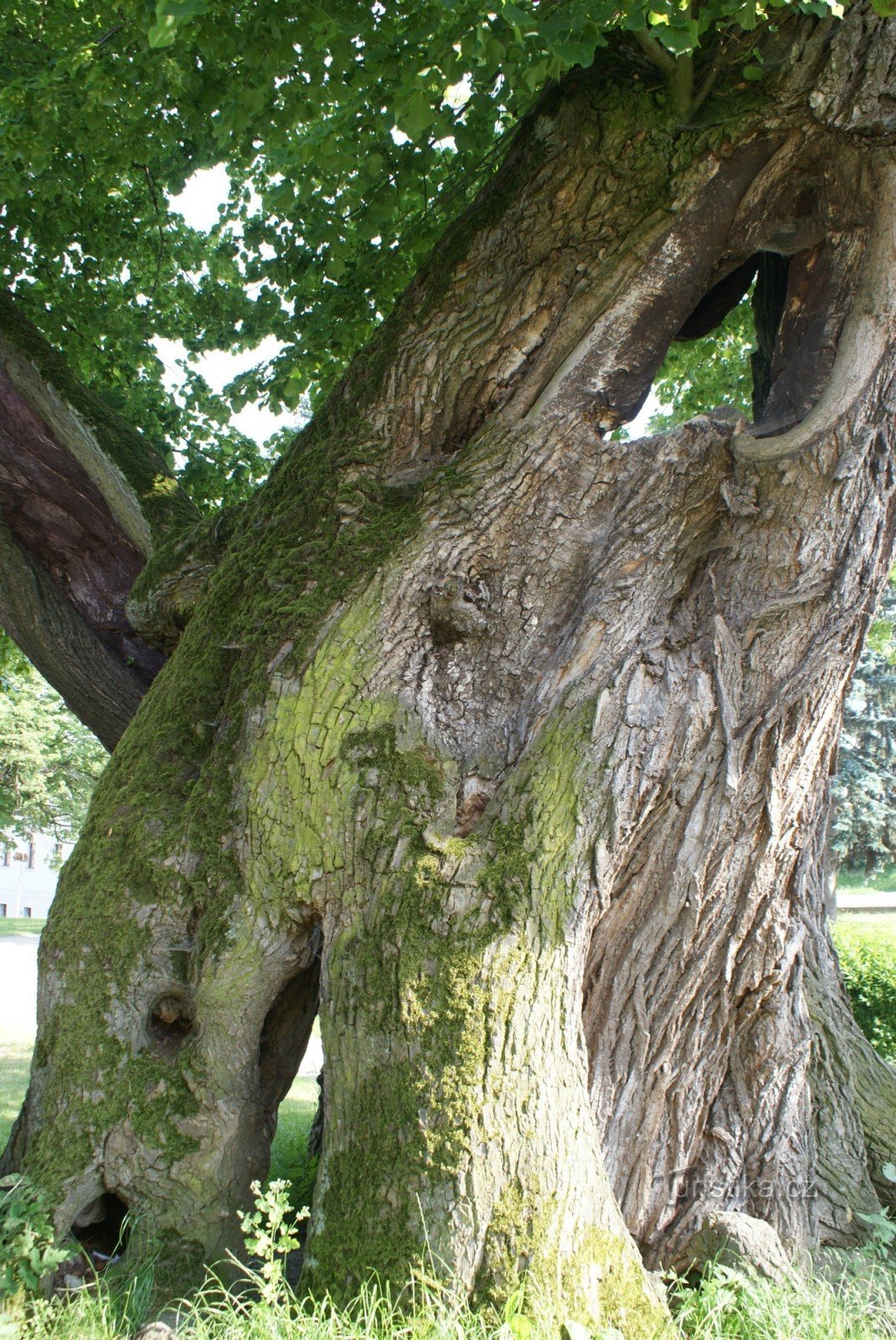 Mladějovice – Thousand-year-old linden