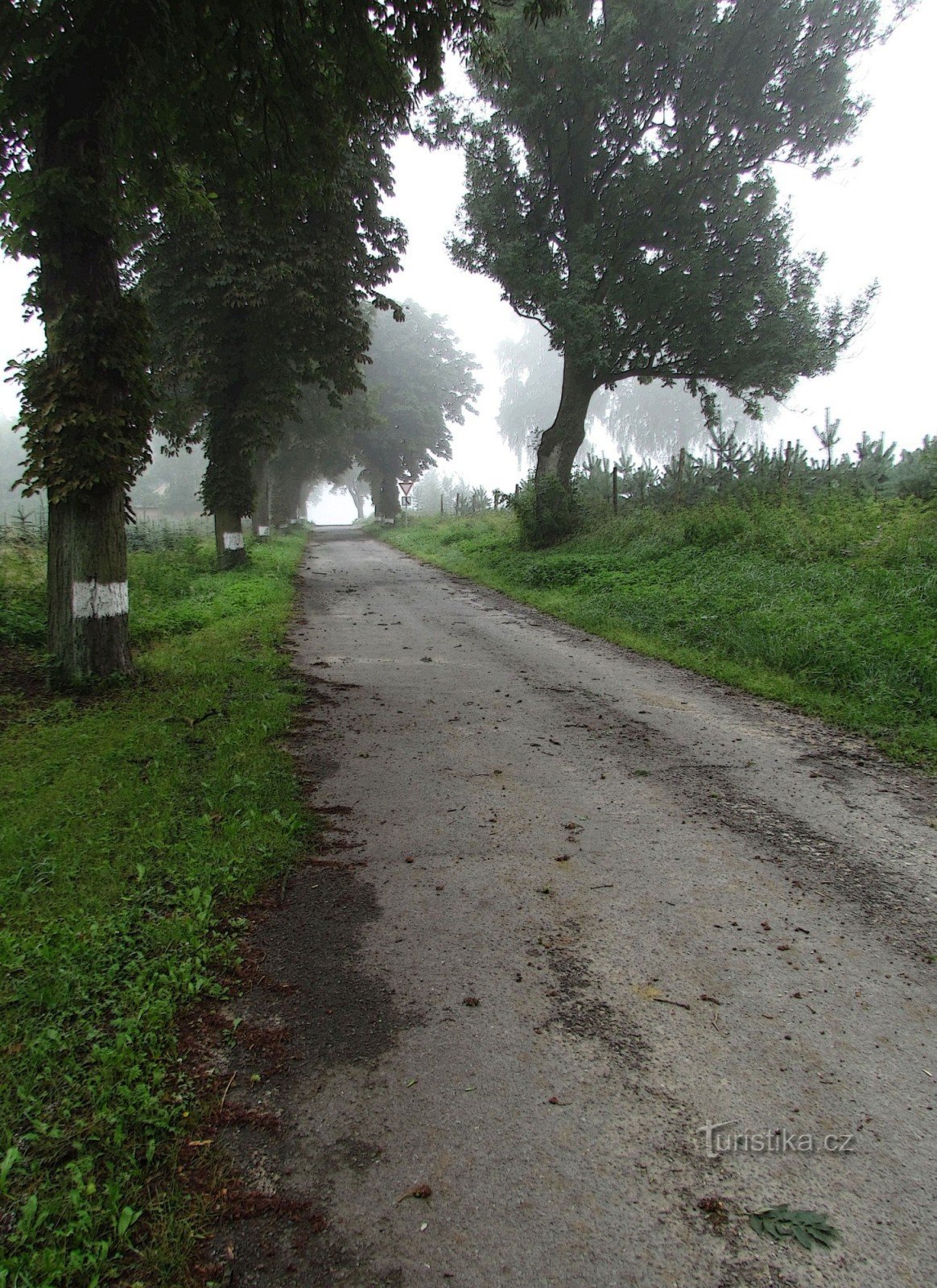 brouillard en popeline