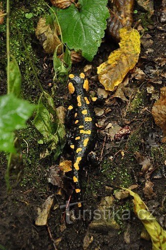 Salamandră