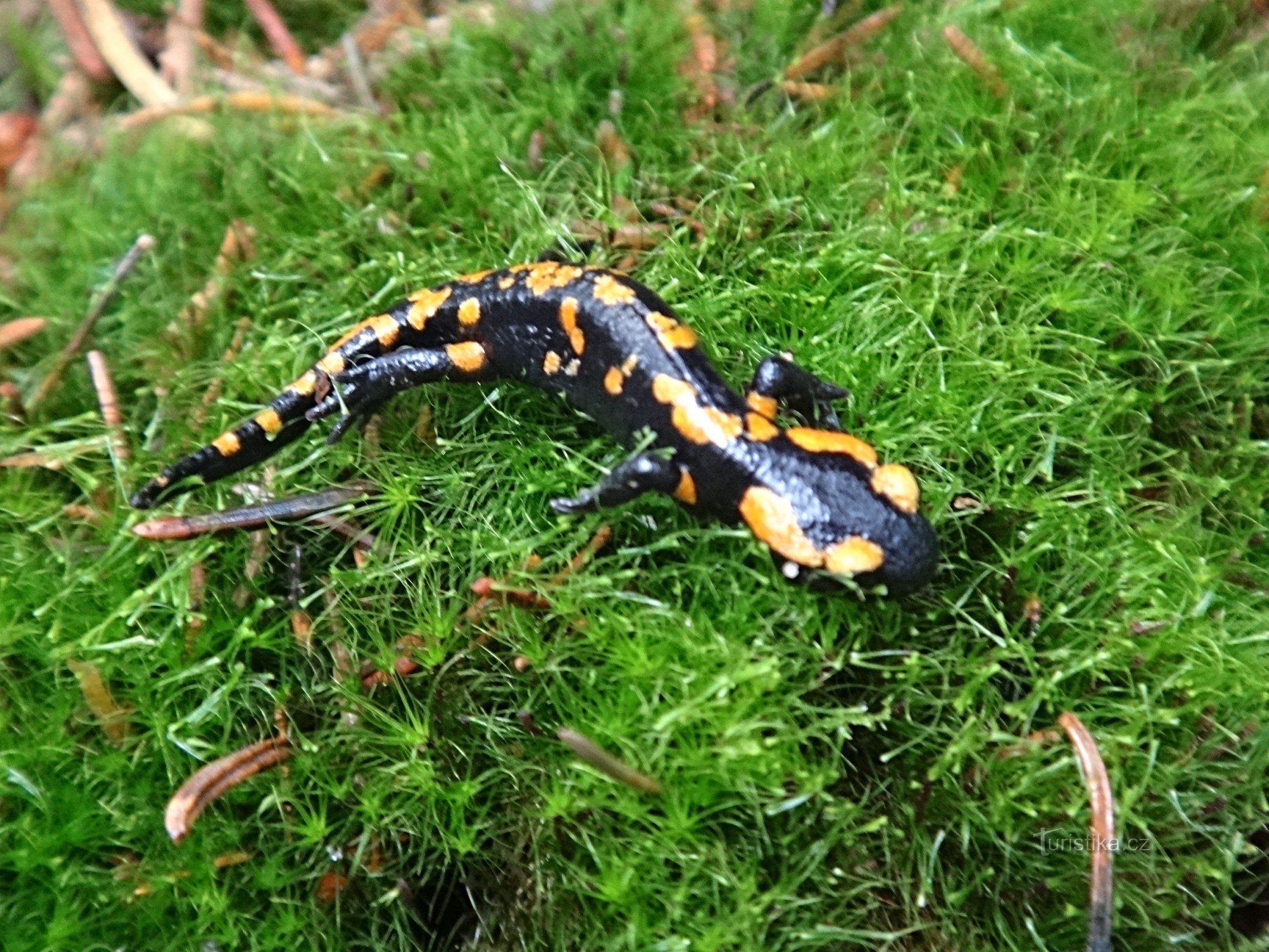 salamandre