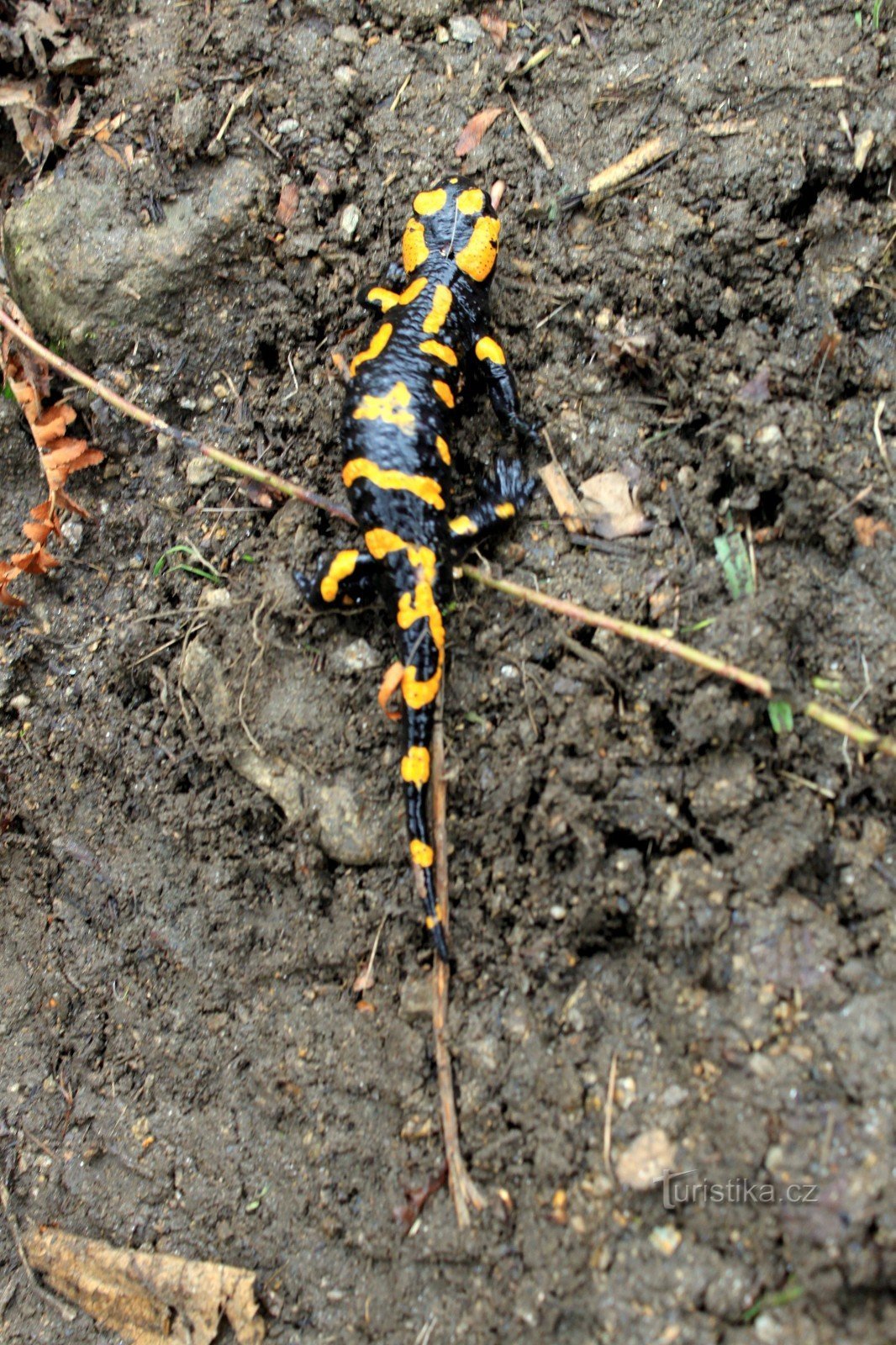 Spotted salamander in Vlčí glokli