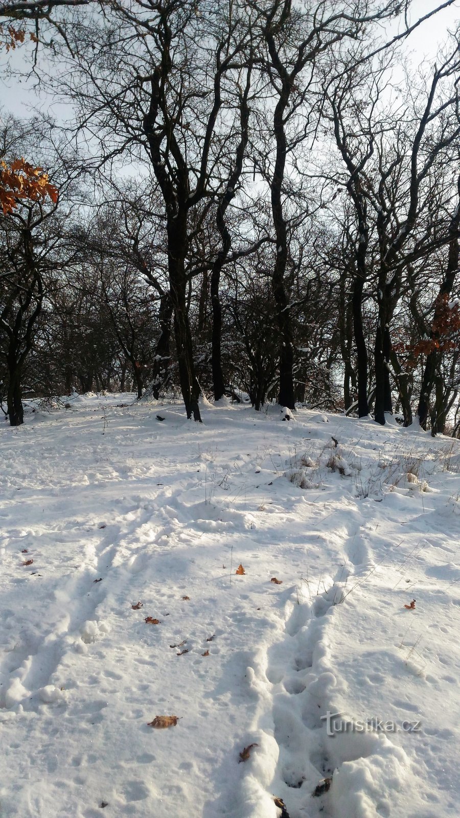 bosque monástico