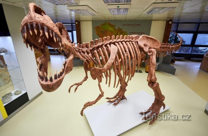 model kostry tyranosaura