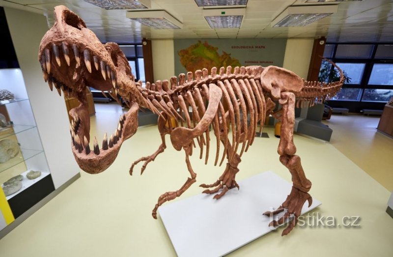 tyrannosaurus skeleton model