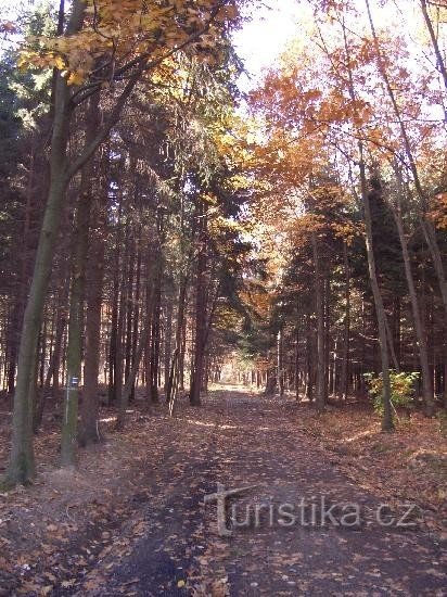 森の中を青くロヴナ、ボブルーヴチャークが左の森を流れている