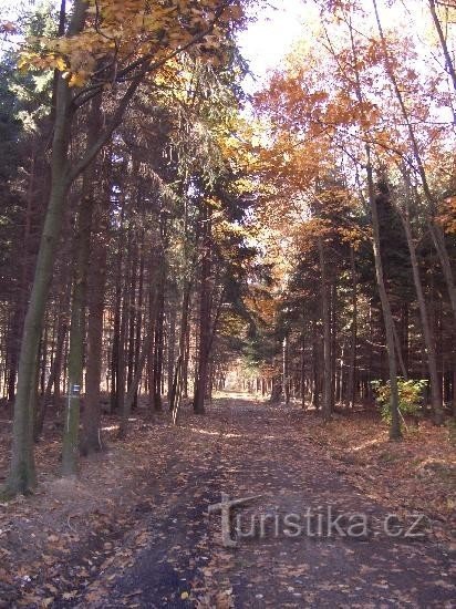 蓝色穿过森林 Rovná，Bobrůvčák 在森林中向左流动