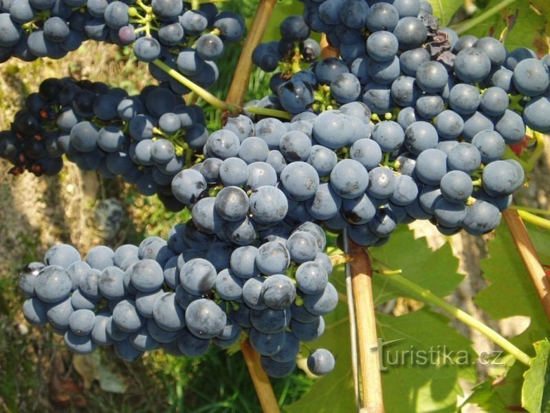 modro grozdje iz vinograda Pod Sádkem; Foto: arhiv kleti Sádek