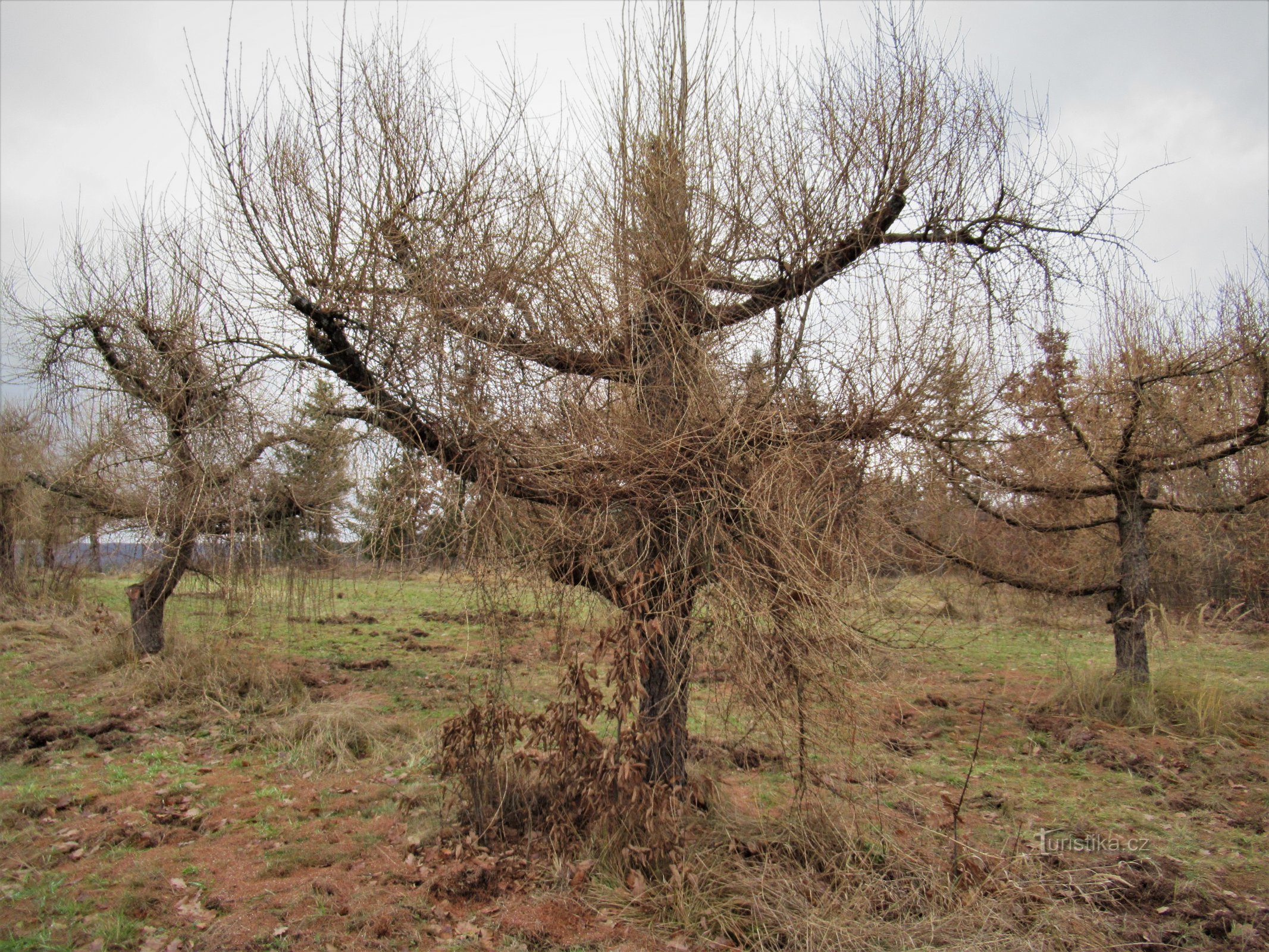 Larch orchard