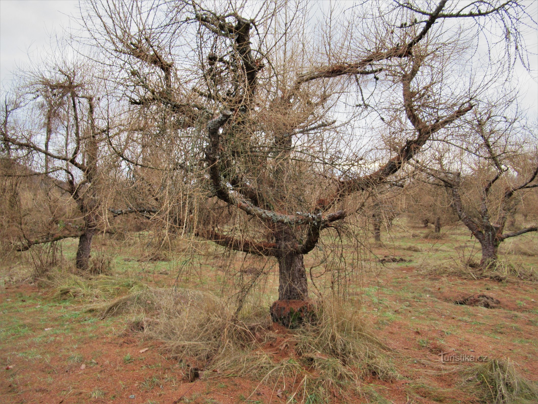 Verger de mélèzes à la fin de l'automne