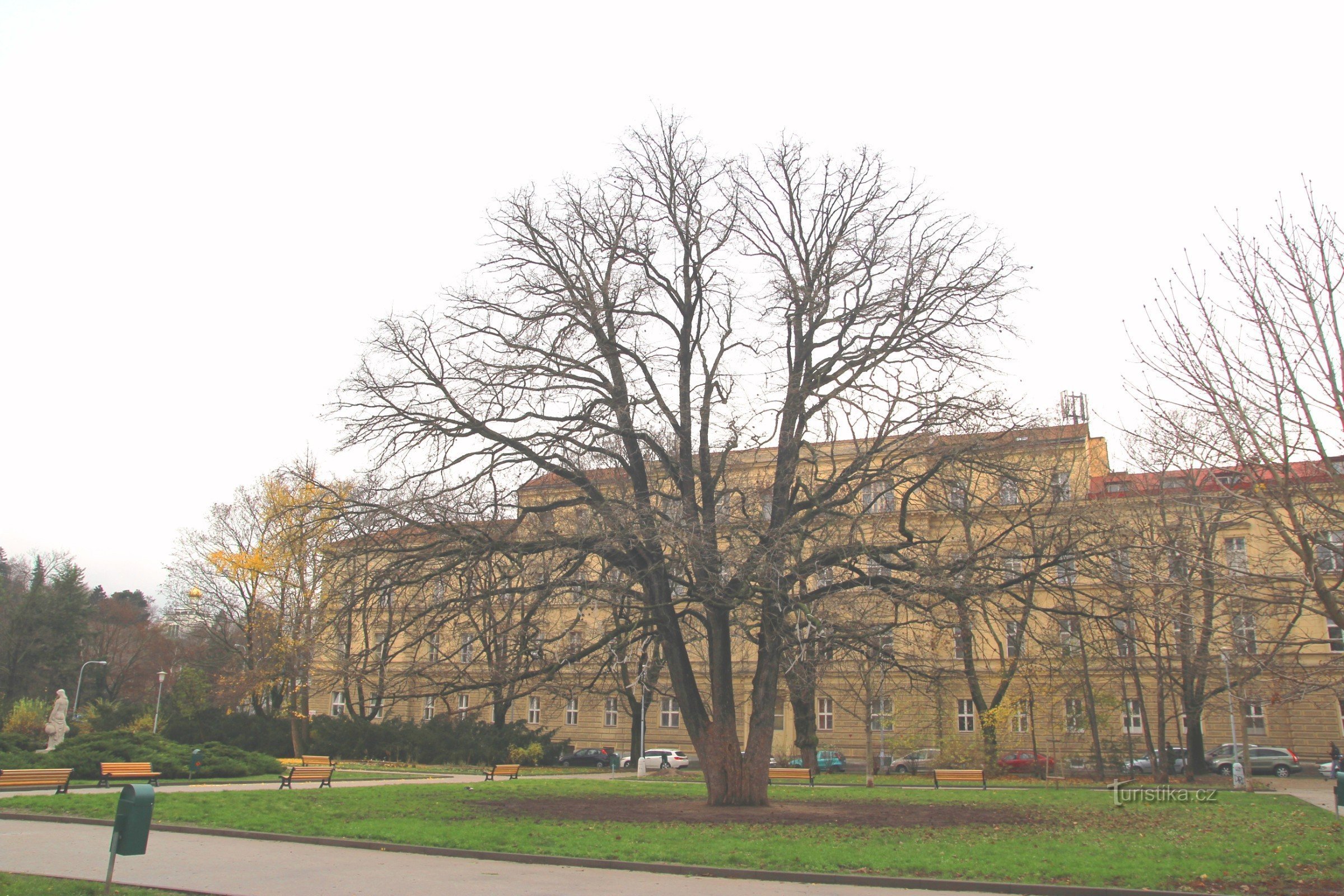 A massive Turkish hazel dominates the park