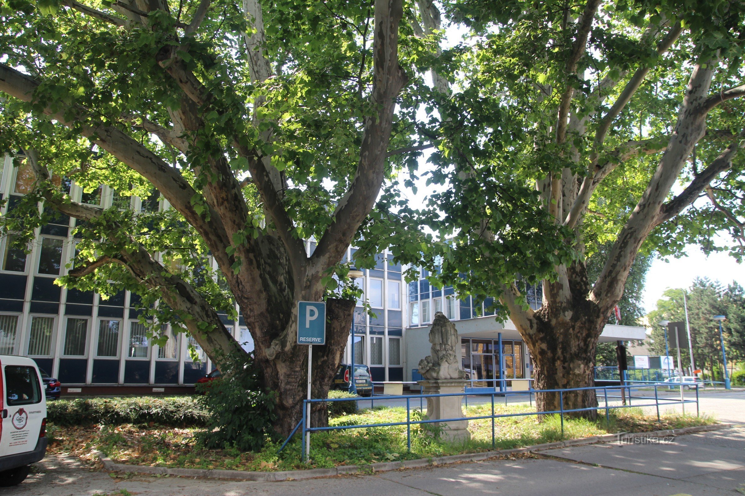 Massive sycamore trunks stand in the middle of the parking lot today