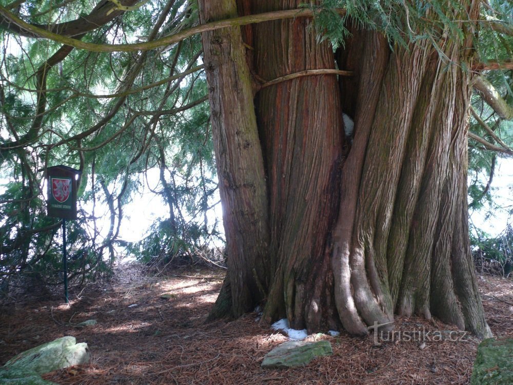 Un tronco enorme y roto, el marcador del árbol conmemorativo también está oculto a la sombra de la copa gruesa.