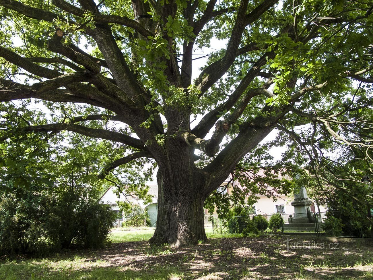 Un tronco massiccio