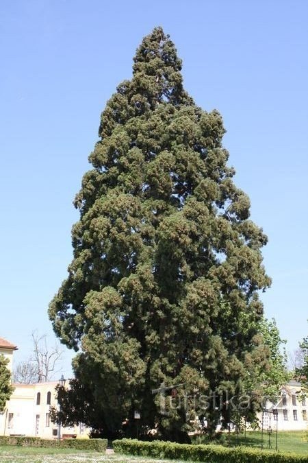 Un enorme árbol secoya gigante en el parque