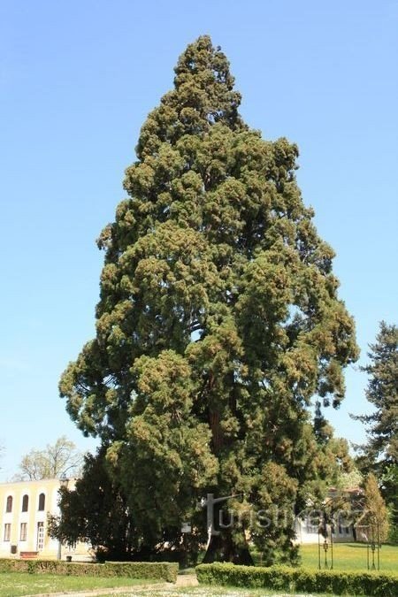 Массивное гигантское дерево секвойи в парке
