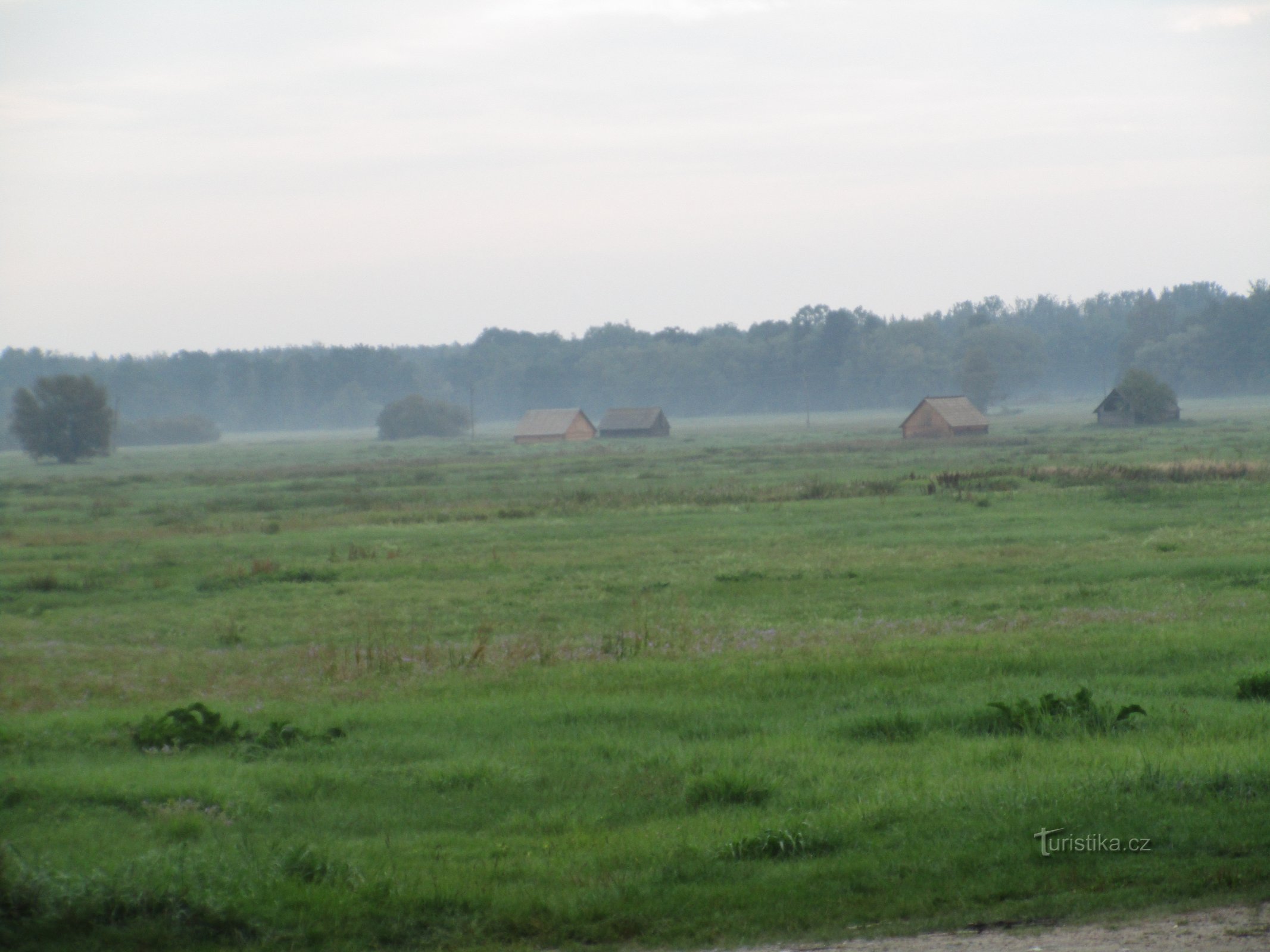 Prairie humide le matin