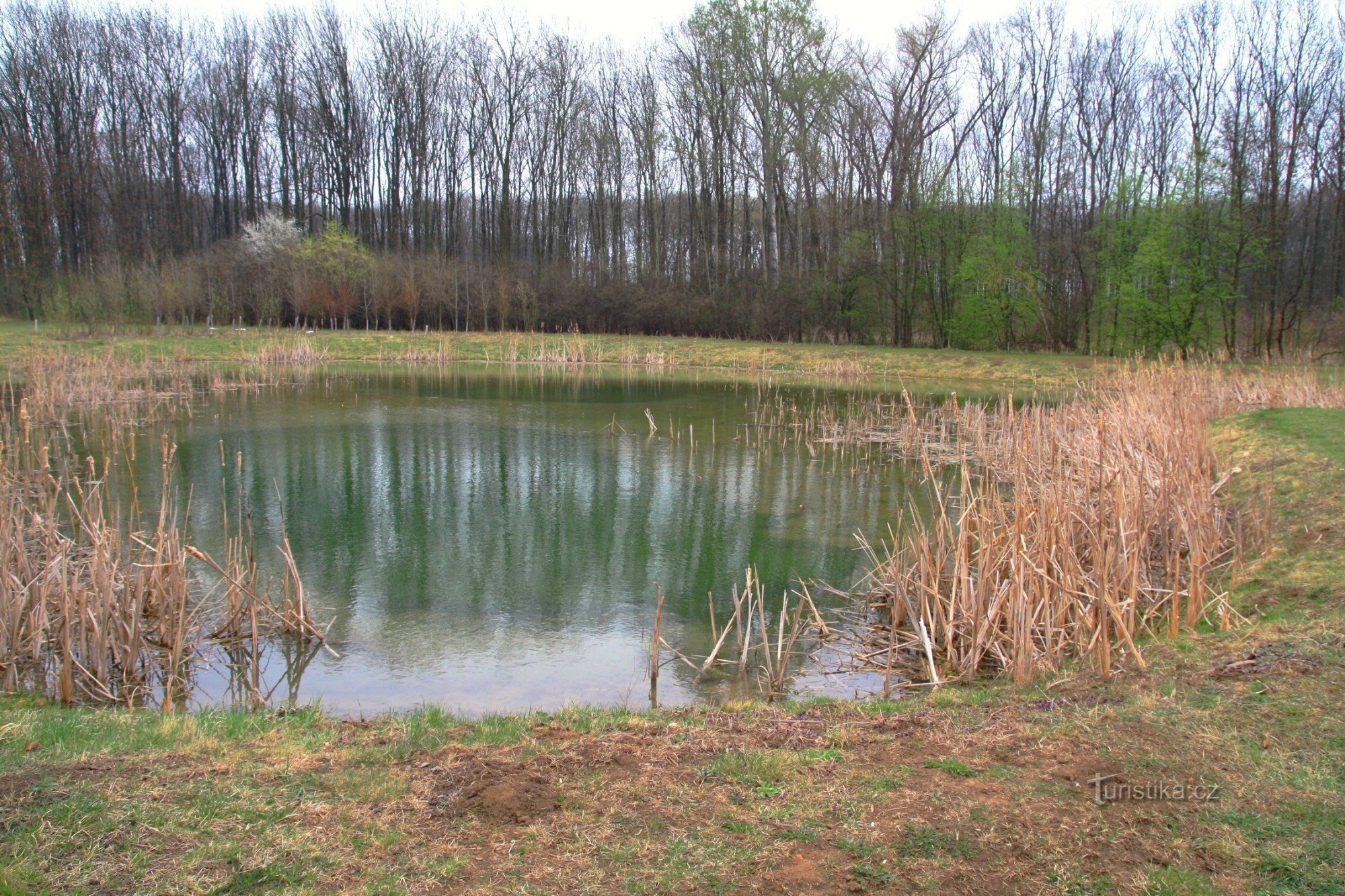 Wetland on the edge of Bažantnice