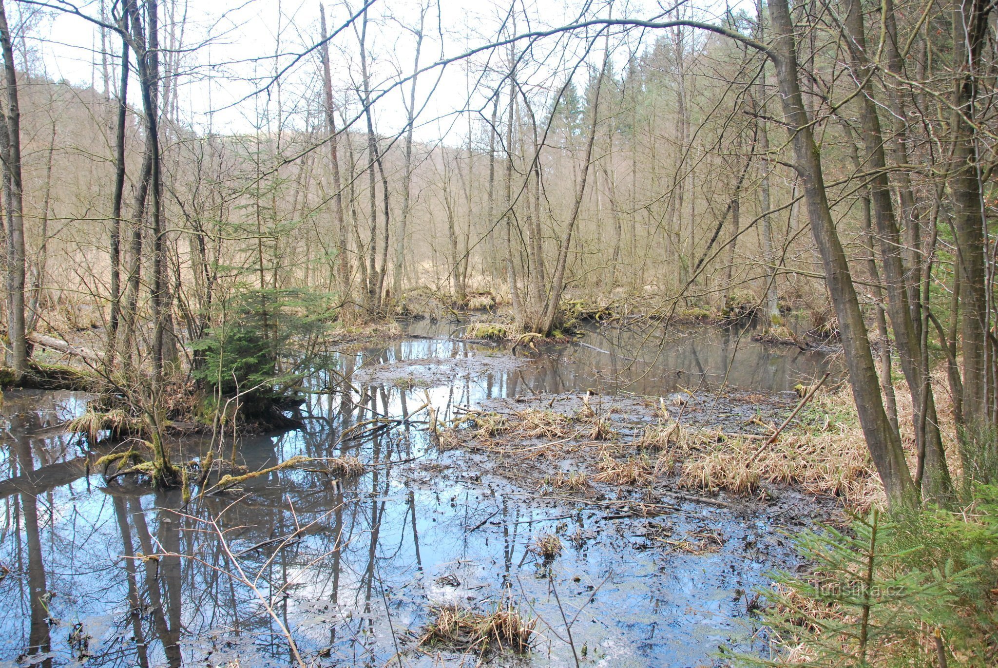 Водно-болотні угіддя Pšovka в Kokořínské dole.