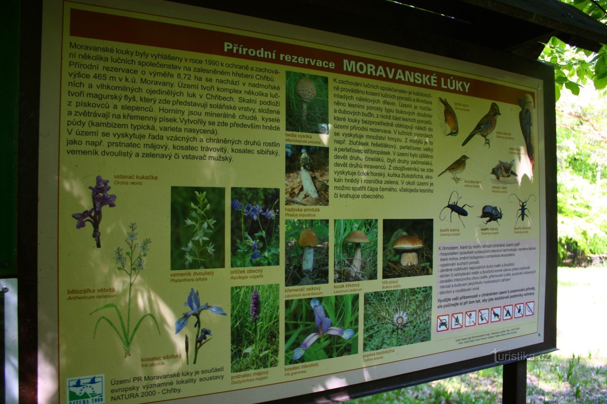 Moravian meadows