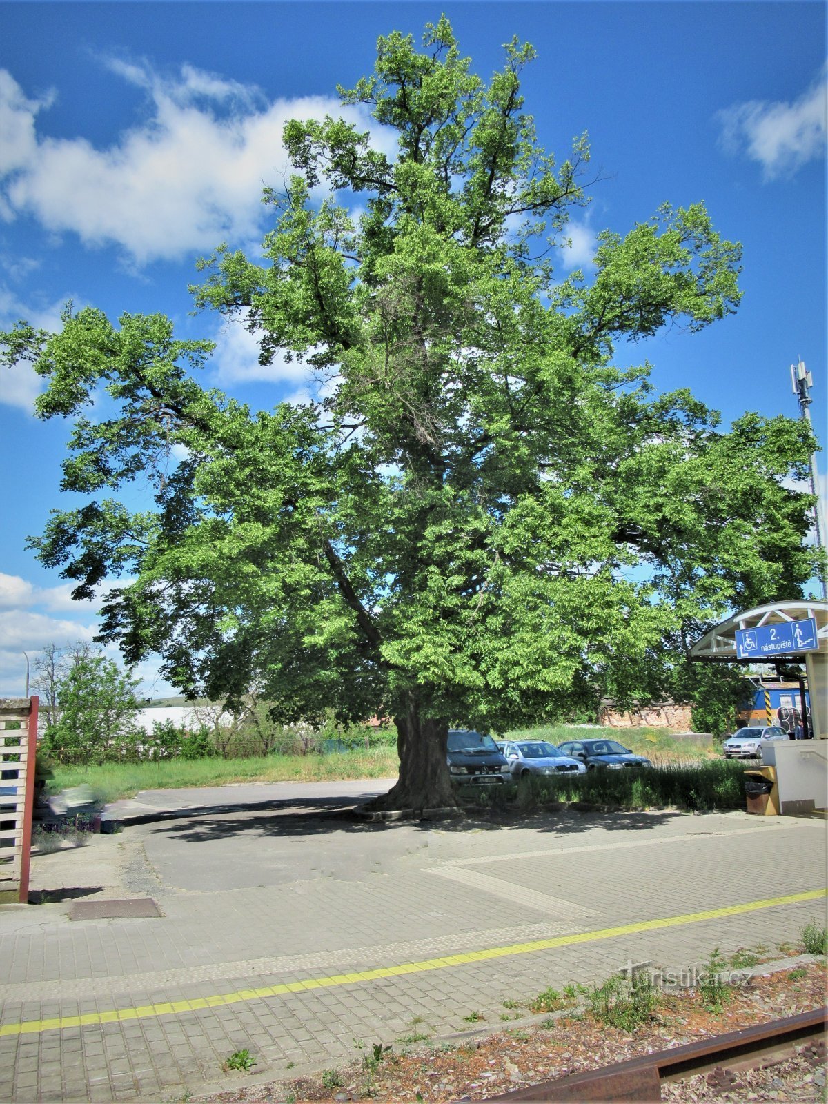 Moravský Písek - linden tree near the railway station